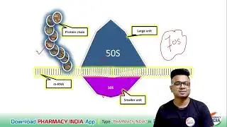 MECHANISM OF ACTION OF STREPTOMYCIN | PHARMACOLOGY