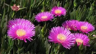 CARPOBROTUS EDULIS