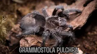 Tyle na nią czekałem 😍 Grammostola pulchra + Linothele megatheloides