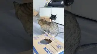 Cat&rsquo;s obsession with cardboard boxes 📦 #funny #funnyvideo #funnycats #omg #fypシ゚viral #foryou #fun