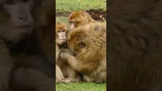 Wild and instinctive! 🐒🔥 Monkeys mate fast and loud  survival in action. 🌿