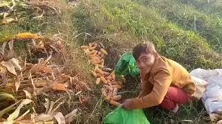 How to remove chaff from a corn field