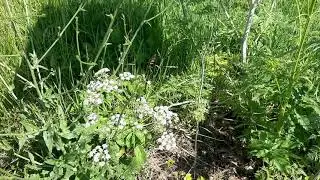 Poison Hemlock and Wild Parsnip, common plants in backyard and neighborhood to avoid!