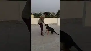 Finally we Did it 🙌 | Blacky The German Shepherd | Obedience training @BalusK9Dogtraining #support 