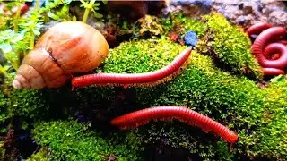 Incredible Wildlife Moment : Close-Up of Millipede & Snail Meeting #Millipede #animalbehavior