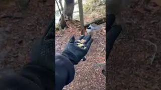 &ldquo;Being Snow White & Feeding The Birdies&rdquo; #feedingbirds #chickadees #snowwhite