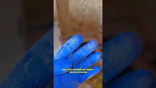 Hatching Bees In Real Time! | #bee #beekeeping #shorts