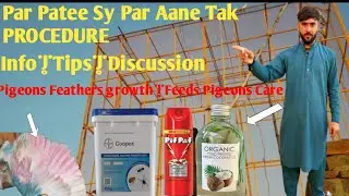 “Complete Pigeon Feather Ties to Feather Regrowth Procedure | Best Feeds, Seeds  Mughal pigeon club 