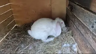 Kotna samica i pielenie bluszczu