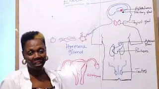 OVERVIEW OF THE ENDOCRINE SYSTEM | Dr. Eve Mboso |