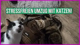 Katzen Umzug: So packst du richtig f&uuml;r deine pelzigen Freunde! 🐾📦