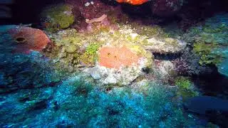 Bearded fireworm