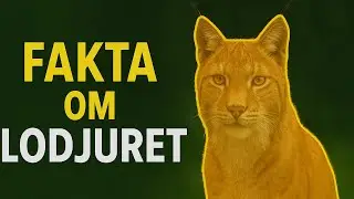 Fakta om lodjuret: Sveriges vilda katt 🐈🌟