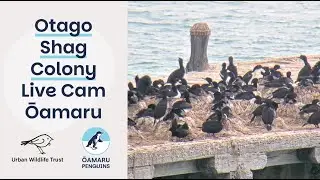 Otago Shag Colony , Sumpter Wharf Ōamaru