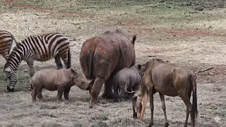   The only Safari Walk inside a Capital City | Nairobi Safari Walk - 30 yr old African Rhino 