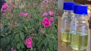 THE MAKING OF ROSE OIL PERFUME - How A Rose Oil Perfume Is Intricately Extracted From The Flowers?