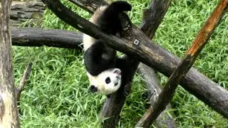 🐼🐾🎋Dinner & show with Xiao Qi Ji & Mei Xiang, presenting an adorable acrobatic comedy show *LIVE*🎭