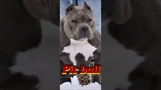 Belgium malinois vs Pitbull