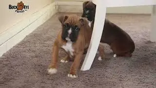 Beautiful Boxer Puppies