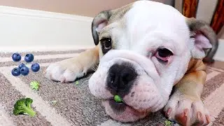 CUTE PUPPY TASTE TESTS FRUIT & VEGETABLES! LOLA THE ENGLISH BULLDOG REVIEWS FOOD!