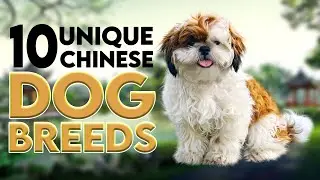 10 Unique Chinese Dog Breeds