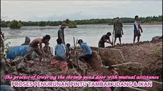 PROSES PENURUNAN PINTU TAMBAK UDANG TRADISIONAL | Lowering the traditional shrimp pond door