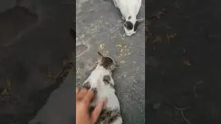mama mpus dan 3 anaknya