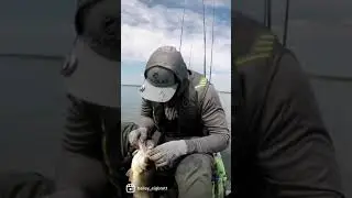 Spinnerbaits Catch BIG Bass