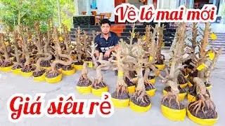 A Duy 📲 0384834321 quái trực búp măng dáng long mai giảo Thủ Đức đế Đẹp giá rẻ 19/1 (@MaivàngQuêdừa)