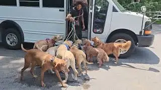 Dogistics: Mustering 50+ dogbus dogs