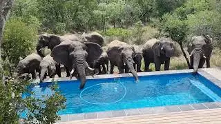 Elephants drinking from swimming pool. Moditlo Game Reserve