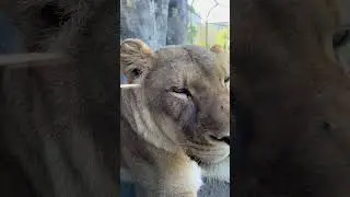 🗽 Чикаго 🐾 Зоопарк в Lincoln Park  - отдохнёте с душой #chicago