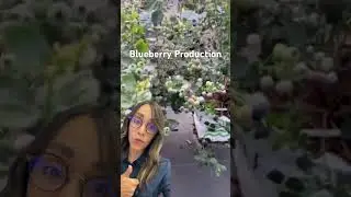 🫐У нас вы найдете товары и услуги для успешного выращивания голубики #гидропоника