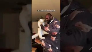 True story #cat #catproblems #catfunny #cats #funny #catvideos