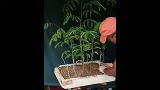 How to make a forest of Lebbeck(shirish) tree. 