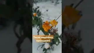 Пчелиный юмор! #пчелы #bees #юмор #шутки #bee #медоносы #пыльца #шортс #shorts #цветы #зима #short