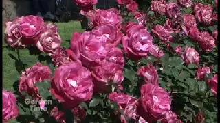 Rosarian Rose Garden Contest