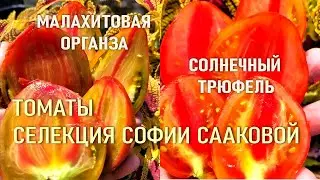 Томаты Сааковой - Малахитовая Органза - Мармеладное Искушение - Клубничные Искры - Полосатая Лакомка