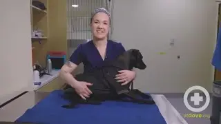 The Effects of Skunk Spray on Dogs