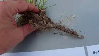 Bahia Grass Seed Animal Forage Fodder Growing Bird Feed Hay Pasture Grass Bahia grass root Animal