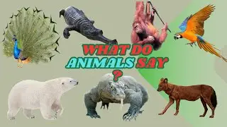 Wild Animals & Pets &ndash; Peacock, Long Snouted Crocodile, Orangutan, Macaw, Animal Sounds