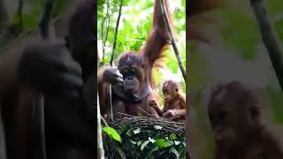 Nest Lessons in the Treetops 🐒🌿 | Orangutan Mother Teaches Her Baby