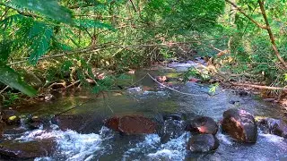 Fall Asleep Immediately with Flowing Water Sounds from River Forest Flowing Beneath Green Canopy