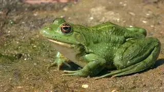 Marsh frog (Pelophylax ridibundus)