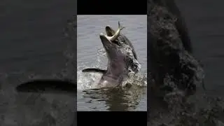 5 Dolphin Facts