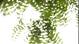 Neem Trees in the Forest wind | Royalty Free Video | Creative Commons