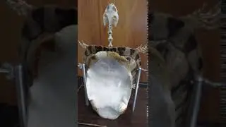 Turtle Skeleton