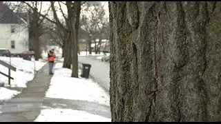 Tree Inventory