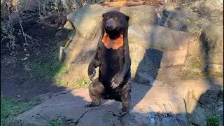 Sun Bear Showing Chest Markings at Edinburgh Zoo - 14/03/23