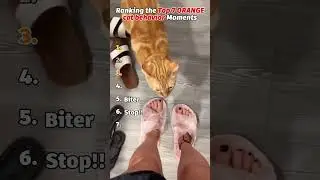 Ranking the best and funny Orange cat behavior moments #cat #shorts #orangecat #funny #cat 